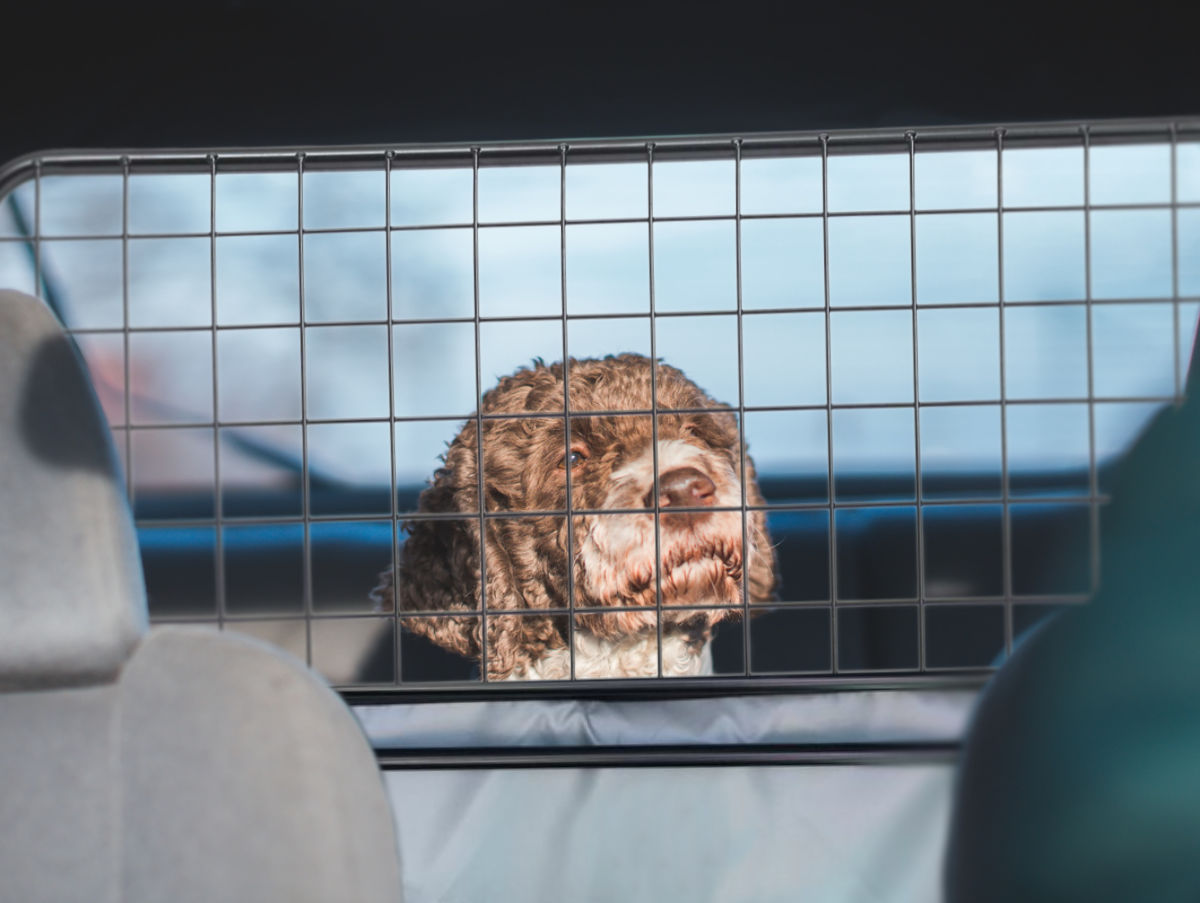 Hundegitter für die Rücksitzbank