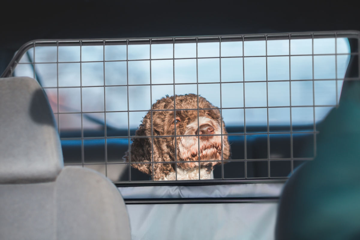 Hundegitter für die Rückbank