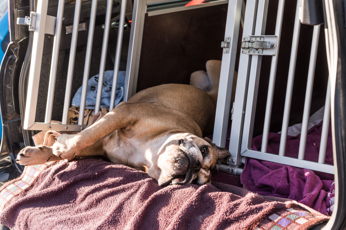 Hundetransportbox